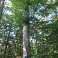 auf den Baum wo der Papa druntersteht. Ganz oben ist die Mama. vieleicht.